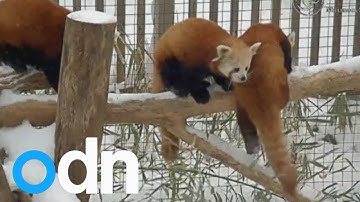 ADORABLE red pandas frolick in the snow in New York zoo