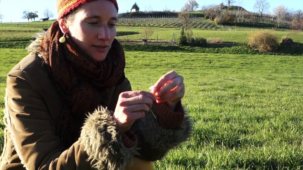 "Super Sauvage" - La cardamine des prés