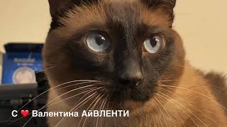 Это надолго ... =^..^= СИАМСКИЕ КОШКИ