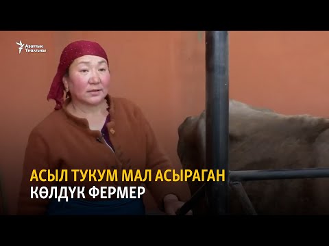 Video: Жасминдин сонун жыты. Асыл тукум жетишкендиктери