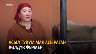 Асыл тукум мал асыраган көлдүк фермер