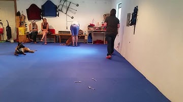 Scent Discrimination - Metal Spoons - Dog Training: Pearl