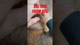 Remove Big Tick From Dog😰#dog #dogs #animals #pets