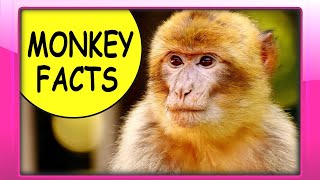 MONKEY FACTS for Kids - Fun Educational Video about Monkeys for Preschoolers, Toddlers