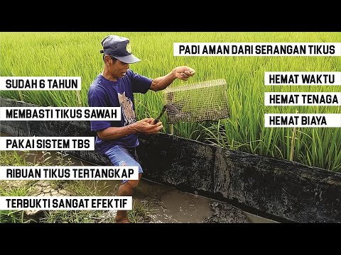 Cara Membasmi Tikus Sawah Dengan Sistem TBS | Terbukti Sangat Efektif Membasmi Ribuan Tikus Sawah Cara Membasmi Tikus Sawah Dengan Sistem TBS | Terbukti Sangat Efektif Membasmi Ribuan Tikus Sawah