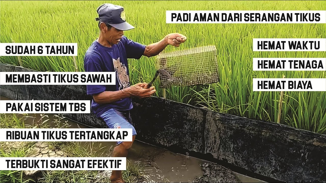 Cara Membasmi Tikus Sawah Dengan Sistem Tbs Terbukti Sangat Efektif Membasmi Ribuan Tikus Sawah Youtube