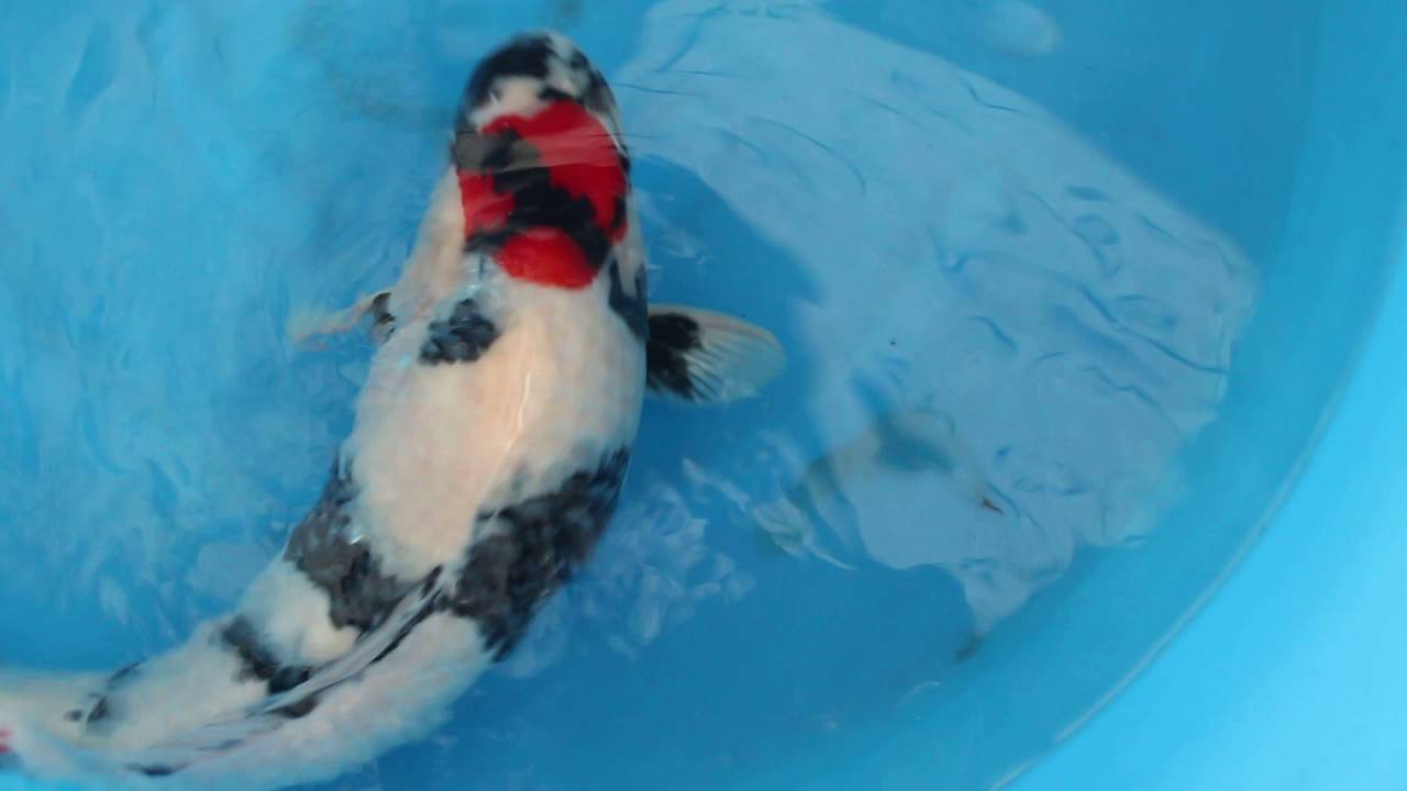 18102016_0057 Tancho Showa Miyatora Sansai 65cm Female Azukari Showkoi