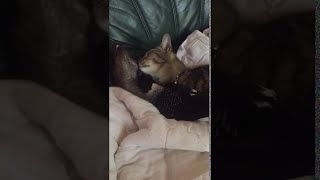 Cat Grooms Kangaroo while Magpie Grooms Cat || ViralHog