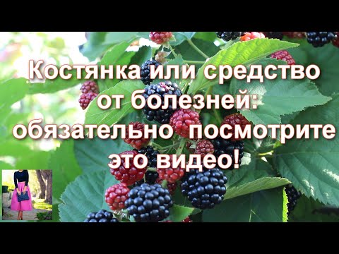 Бейне: Тікенсіз қаражидек өздігінен тозаңданады ма?