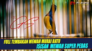 Masteran Murai isian mewah tembakan panjang panjang super pedas | shama bird song