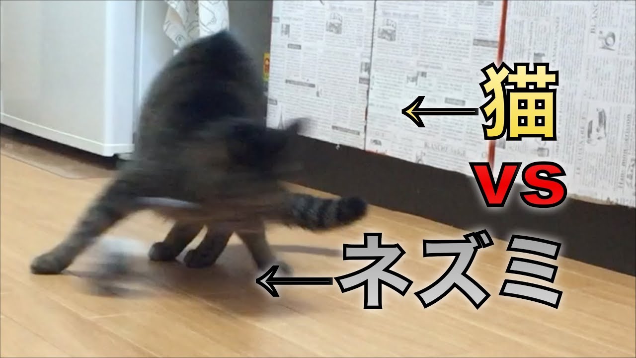 maxresdefault.jpg