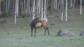 Big 6x6 Bull Elk Bugling