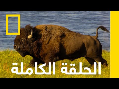 متنزه يلوستون الوطني متنزهات أمريكا الوطنية ناشونال جيوغرافيك أبوظبي