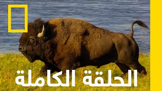 متنزه يلوستون الوطني | متنزهات أمريكا الوطنية | ناشونال جيوغرافيك أبوظبي