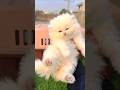 #cats #kitten #beautiful #cute#cutebaby