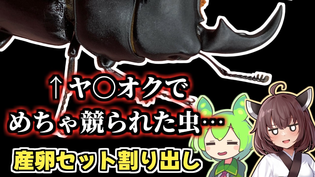 ミークヒラタ(亜種jasmini)産卵セット割り出し