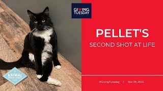 Pellet's Second Shot at Life | Giving Tuesday 2022 by ARL BerksCo 161 views 1 year ago 1 minute, 21 seconds