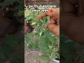 this trick is more important for tomato 🍅 harvest #ytshorts #garden #youtubeshorts #shorts #viral