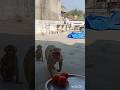 #jaishreeram #monkey #funny #trending #youtubeshorts #shortvideo #shorts #viral #viralvideo #like
