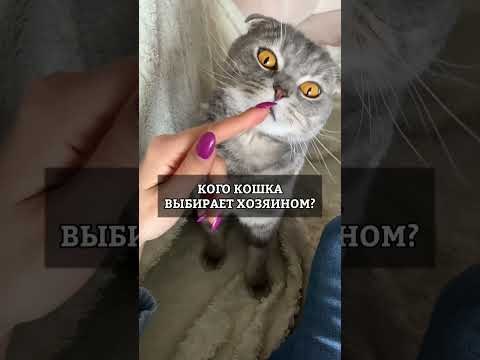 Кого кошка выбирает хозяином?