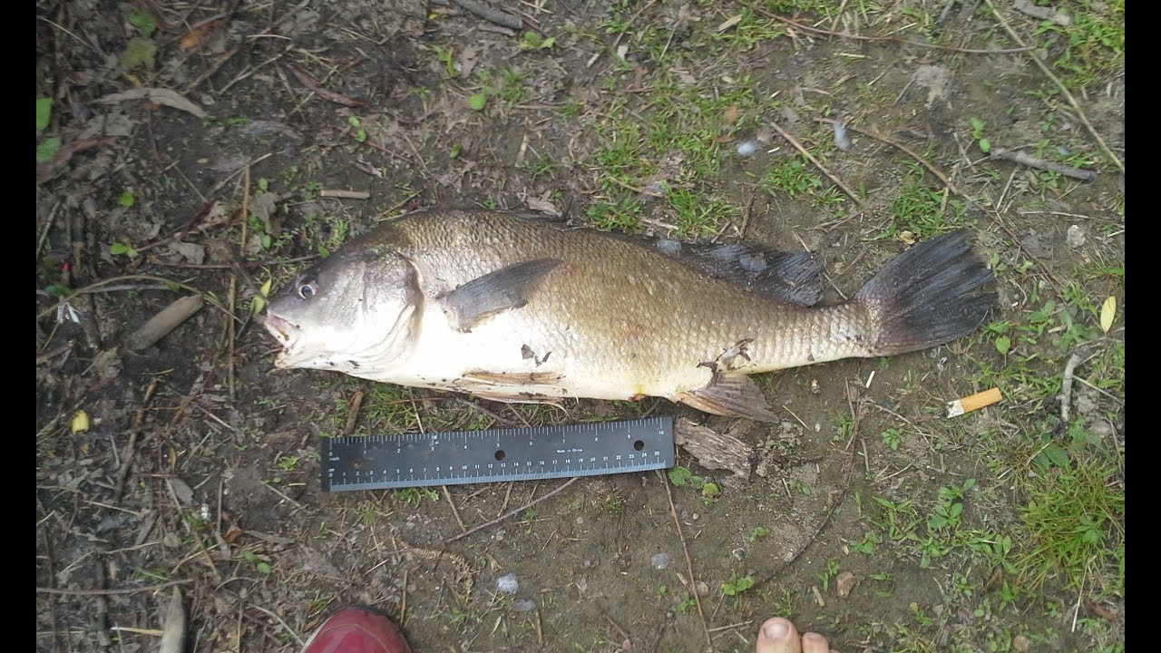 Fishing Lake Erie lagoons for Bluegill and Drum PB CAUGHT!! YouTube