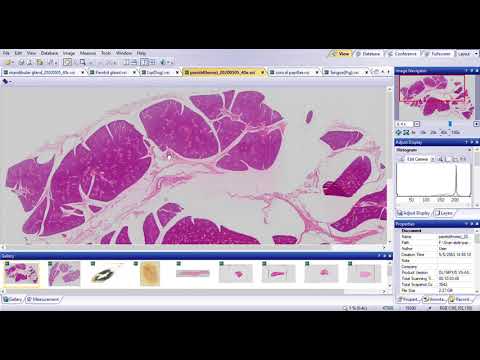 Lab Histology of Gastrointestinal System PartI