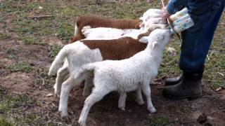 Bottle Feeding Baby Lambs