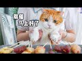 猫：“别催，马上烤好了”｜花花与三猫 Cat Live
