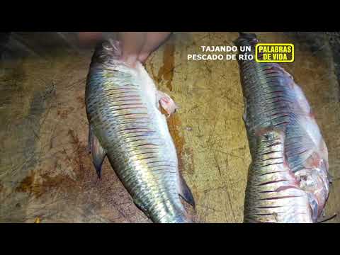 Video: Cómo Hacer Matlot De Pescado De Agua Dulce