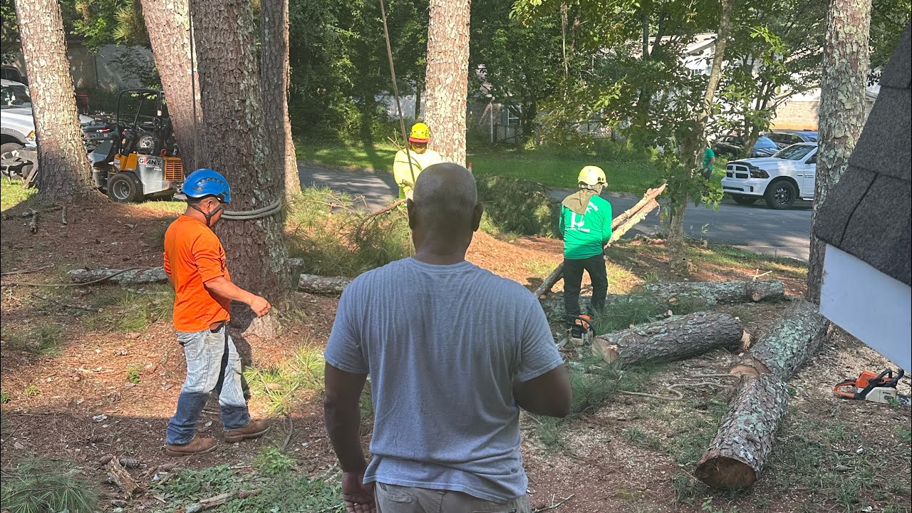 Tree cutting time! - YouTube