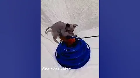 Video 3838381: sphynxkitten, blue sphynx