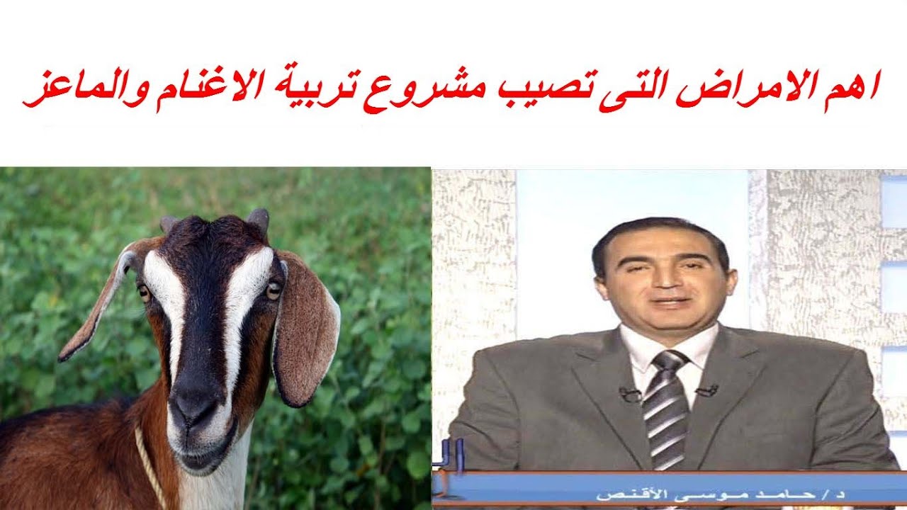 اهم الامراض التى تصيب مشروع تربية الاغنام والماعز وطرق الوقاية والعلاج