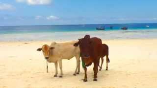 Zanzibar (full length edit)