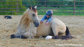 Docs Dualn Pep***For info, price, etc., go to our website: ValleyViewRanch.net***