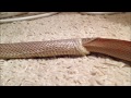 Corn snake "Lieska" shedding skin that eats him