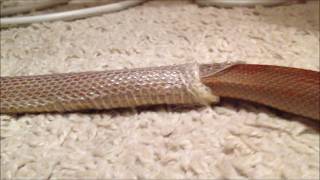 Corn snake 'Lieska' shedding skin that eats him