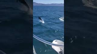 Escort in the Sea of Cortez