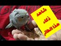 طريقه سهله ترويض طائر كوكتيل ( سمسم ) على كلمة تعالى cocktail bird