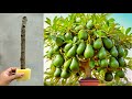 Unique skill avocado tree using potato tubers aloe vera  growing avocado tree has a lot of fruits