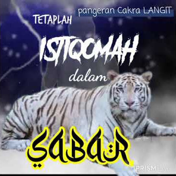 Istiqomah dalam bersabar || video singkat macan putih untuk status WA