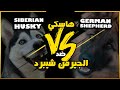 هاسكي ضد الجيرمن Husky VS German Shepherd 