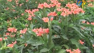 Package Of Practices For Crossandra Cultivation