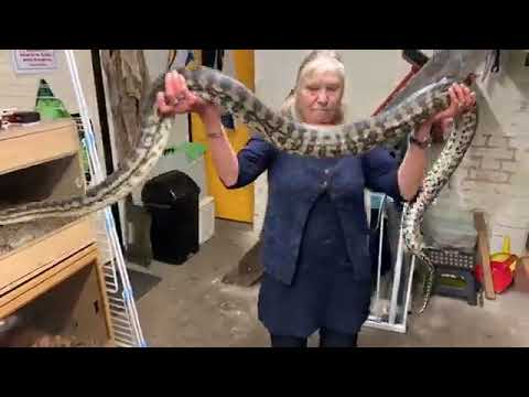 Australian carpet python with Snakey sue