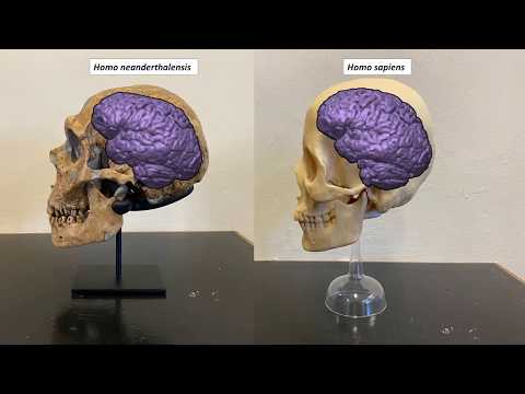 Video: Neanderthals Are Ordinary Schizophrenics ?! - Alternative View