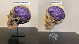 Neanderthals versus anatomically modern humans