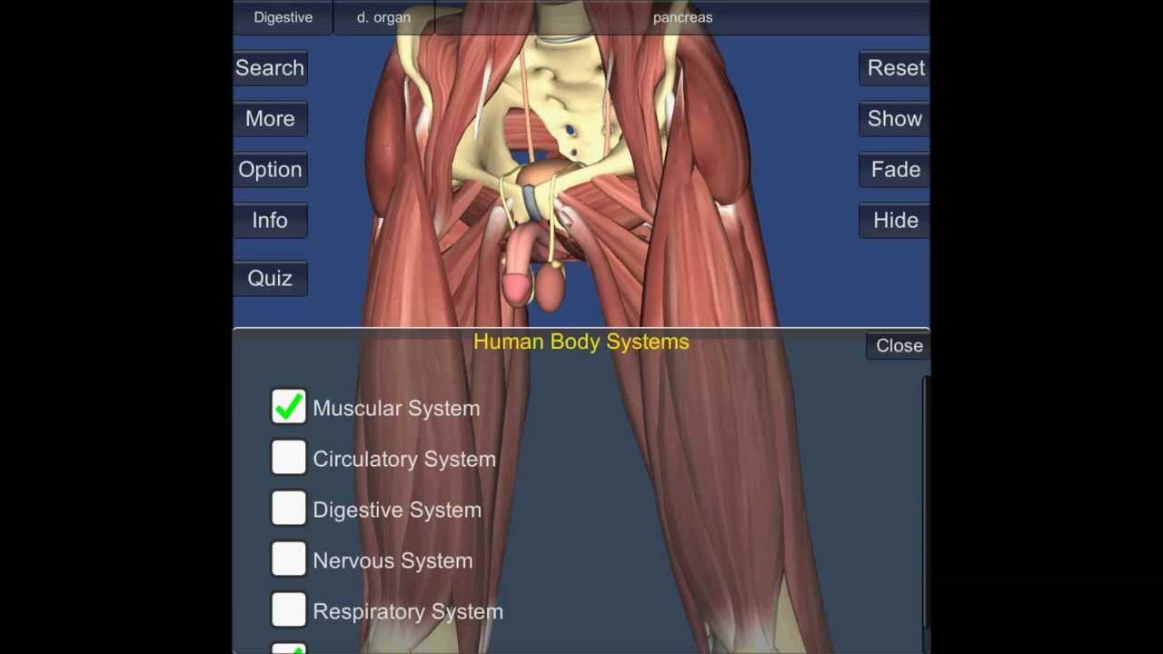 Anatomy 4pda. Anatomy 4pda