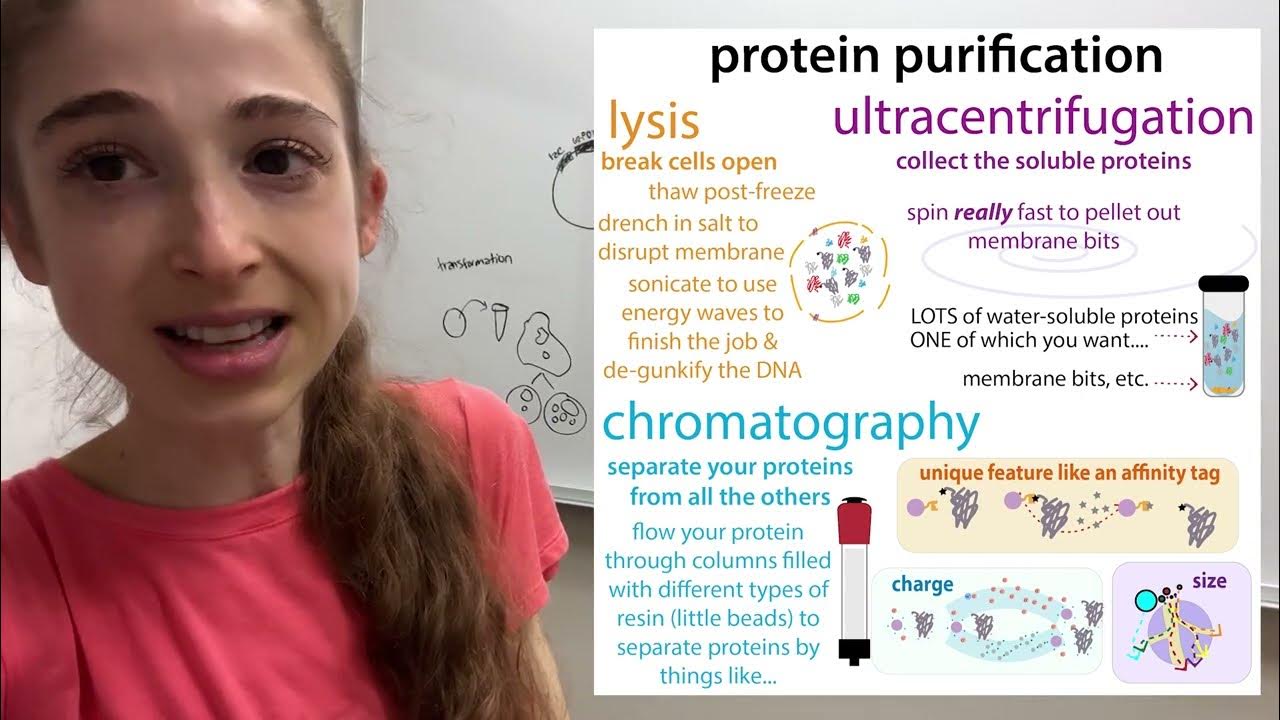 Overview of a "typical" protein expression & purification