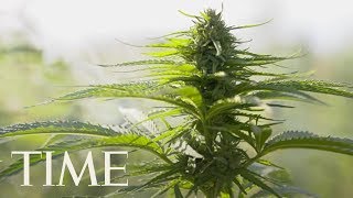 Cannabis Company Wants To Turn A California Desert Town Into A Pot Paradise, Potsylvania | TIME