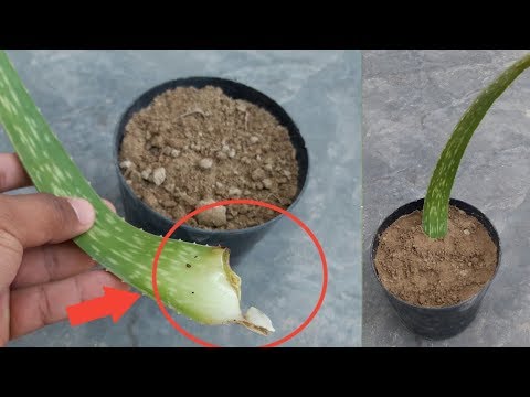 Video: Aloë Vera (39 Foto's): Hoe Ziet Een Bloem Eruit? Hoe Zorg Je Thuis Voor Een Plant? Hoe Aloë Vera Transplanteren En Vermeerderen?