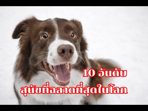 หมา ที่ เลี้ยง ง่าย ที่สุด  New  น่าเลี้ยงทุกตัว 10 อันดับ สุนัขที่ฉลาด และฝึกง่ายที่สุดในโลก มีพันธุ์ไหนบ้างไปดูกัน